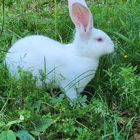 La Sabliere Camping Saint-Jans-Cappel