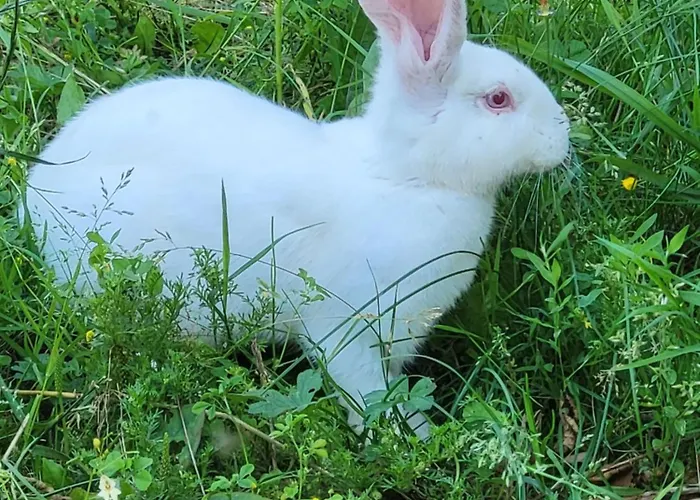 La Sablière Camping Saint-Jans-Cappel